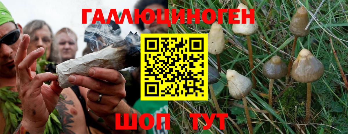 Норильск  Галлюциногенные грибы Psilocybine cubensis  Вход с VPN 